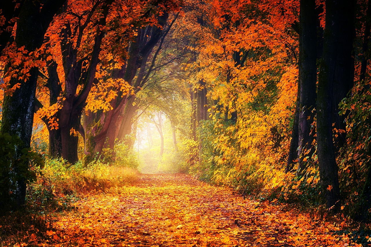 Der Herbst ist die Jahreszeit, in der die Natur die Seite umblättert.